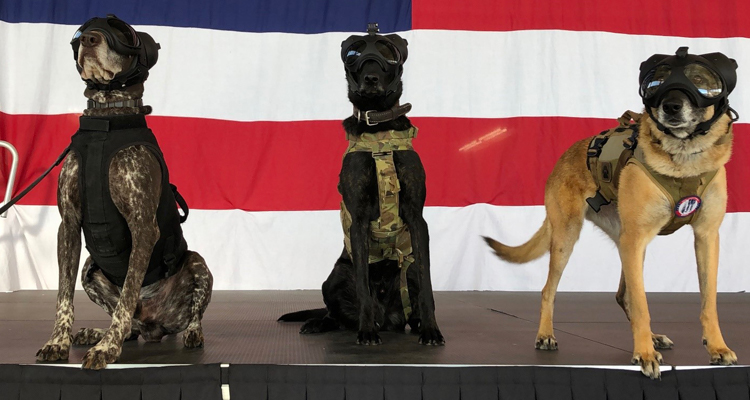 K9 Maritime Security Response Team